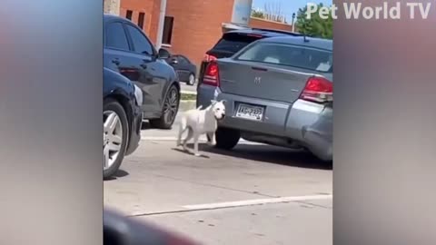 Funniest animal video😂funny cat and dog🐕😹funny animal video 2023#*#*77