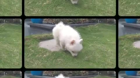 How Puppies React When Seeing Stranger - Running, Barking? | Viral Dog Puppy