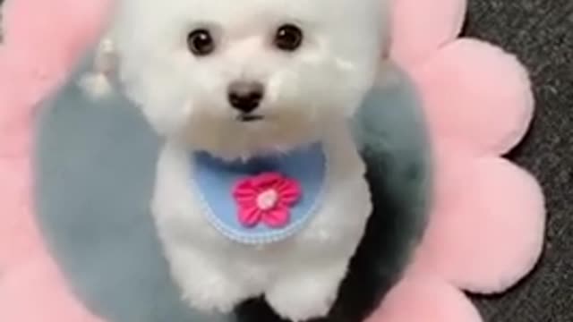 Funny dog videos 2021. Cute baby dog compilation in tik tok #shorts Dog kiki