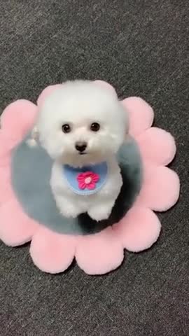 Funny dog videos 2021. Cute baby dog compilation in tik tok #shorts Dog kiki