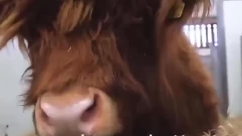 Leave the animals alone you monster