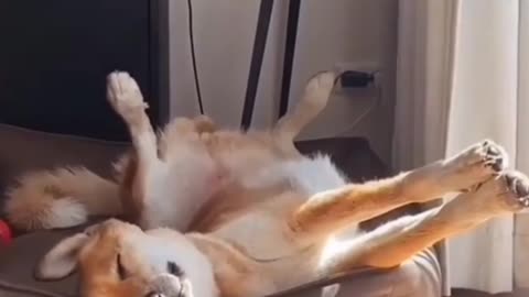 funny animals life,cute dogs and cats,#funniest dogs and cats
