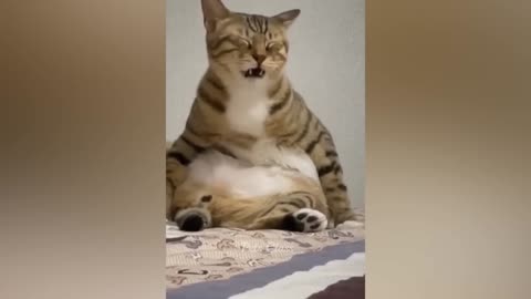 Funny animal video