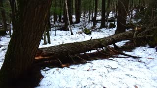 Storm Damage