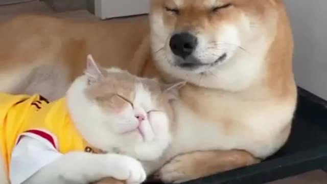 Fest friend in town Cat and dog