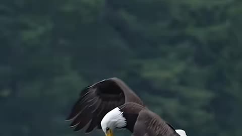 How Eagle find a fish under water?