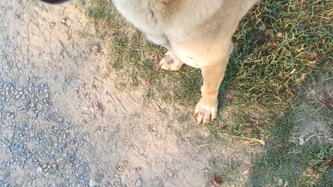 Watch Funny Dog