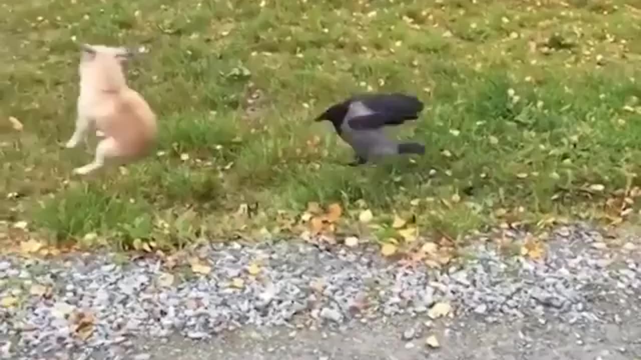 The crow startled the dog