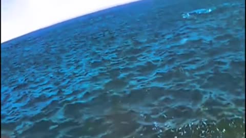 0156#whale #shark #ocean #sea