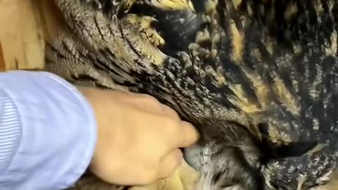 Rescue an owl