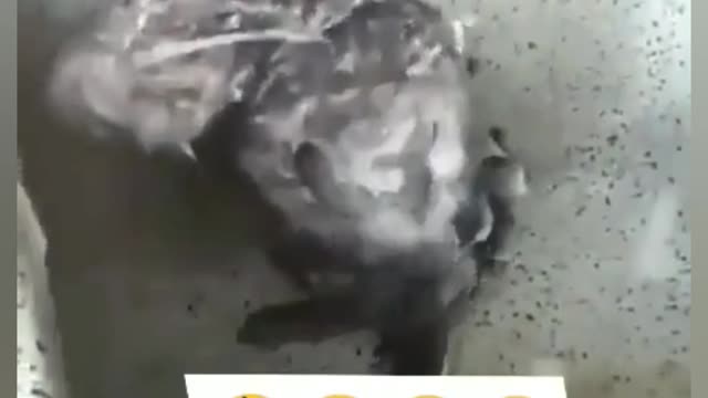 Mosue bathing..🤣🤣🤣🤣with funn