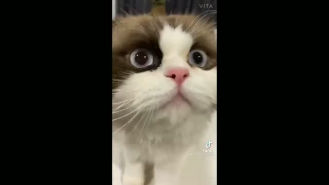 Challenge Baby Cat Hungry - TikTok Cats (Funny Animals #347)