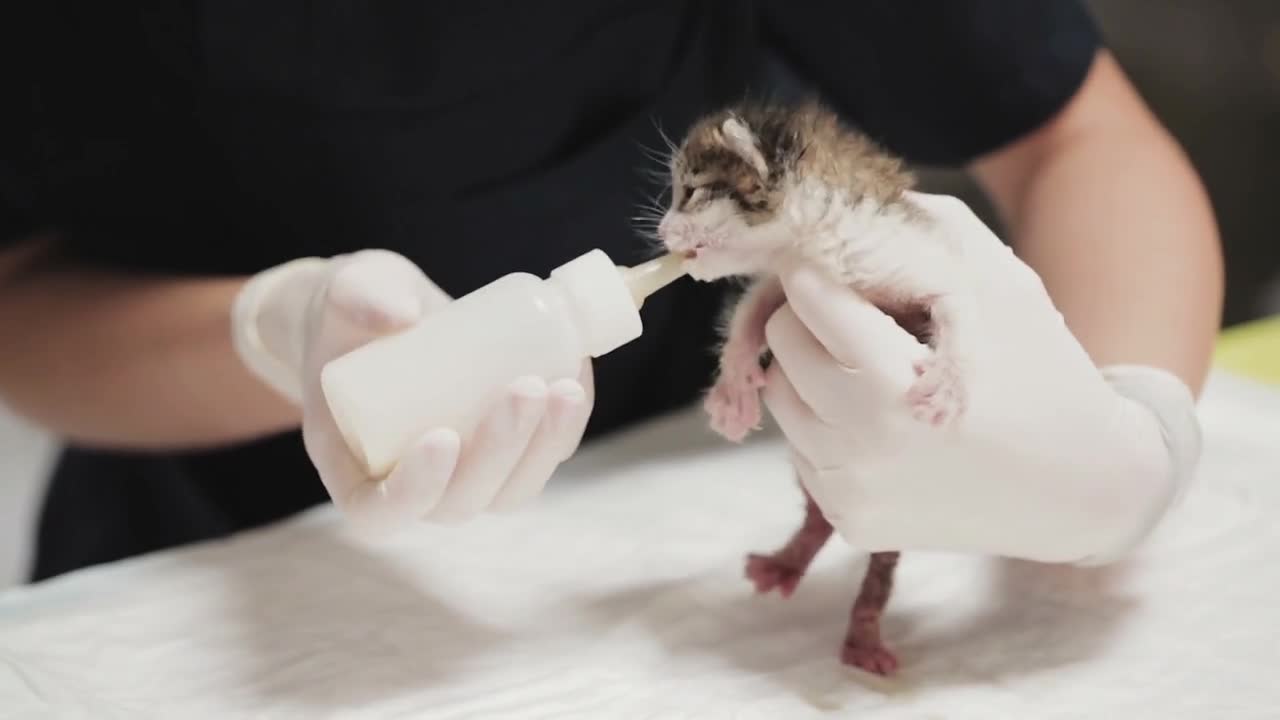 A female vet doctor feeds milk to a young kitten with a pacifier.🥰😍😘