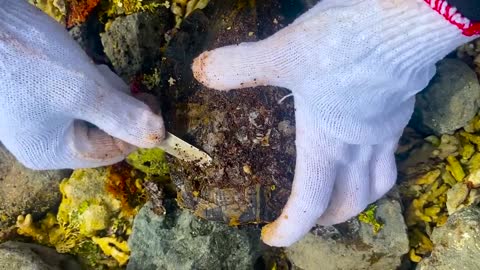 Sea turtle enjoy full body refreshing service when removed barnacles and mucus cement from shell