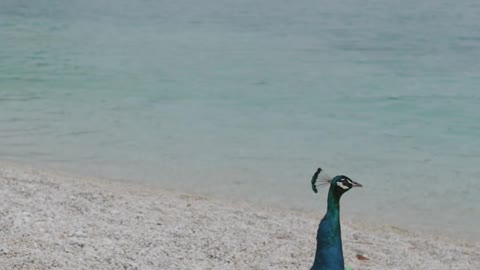 A Peacock On The Seashore