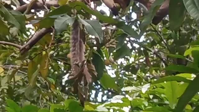 Glowing giant squirrel eating Guava .