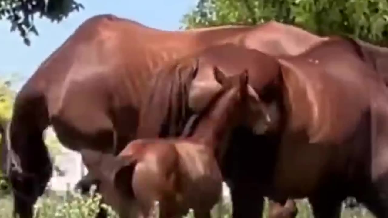 Funny Animal videos
