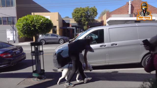 Dog training |dog fully trained