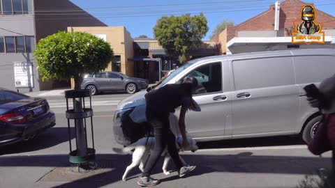 Dog training |dog fully trained