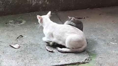 Mama Cat Takes Back Crying Kitten From Toddler