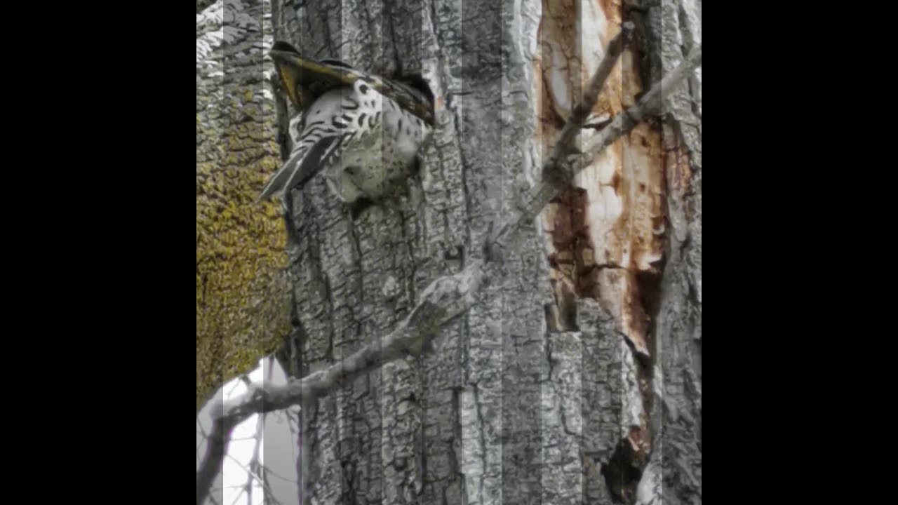 Northern Flicker