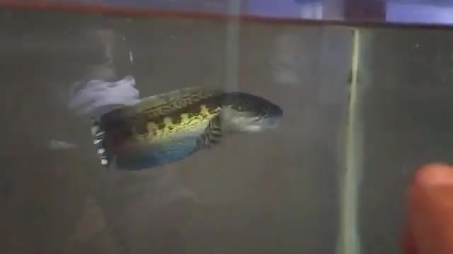 Chana Fish