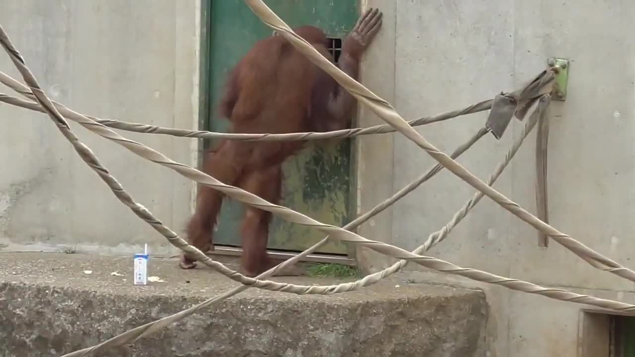 Orangutan - So Cute!!!!!!!