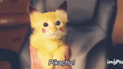 Cute Pikachu Cat Gif