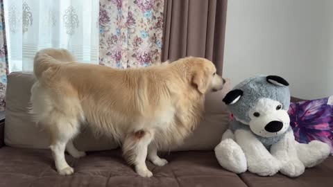 Funny Reaction of a Golden Retriever to a Husky Soft Toy