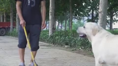 DOG SAVE BLIND MAN LIFE