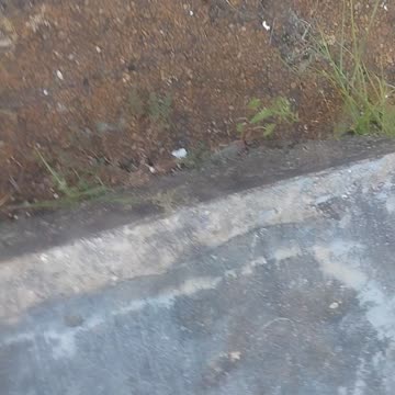 Strange Ant-like Red and Black Striped Insect