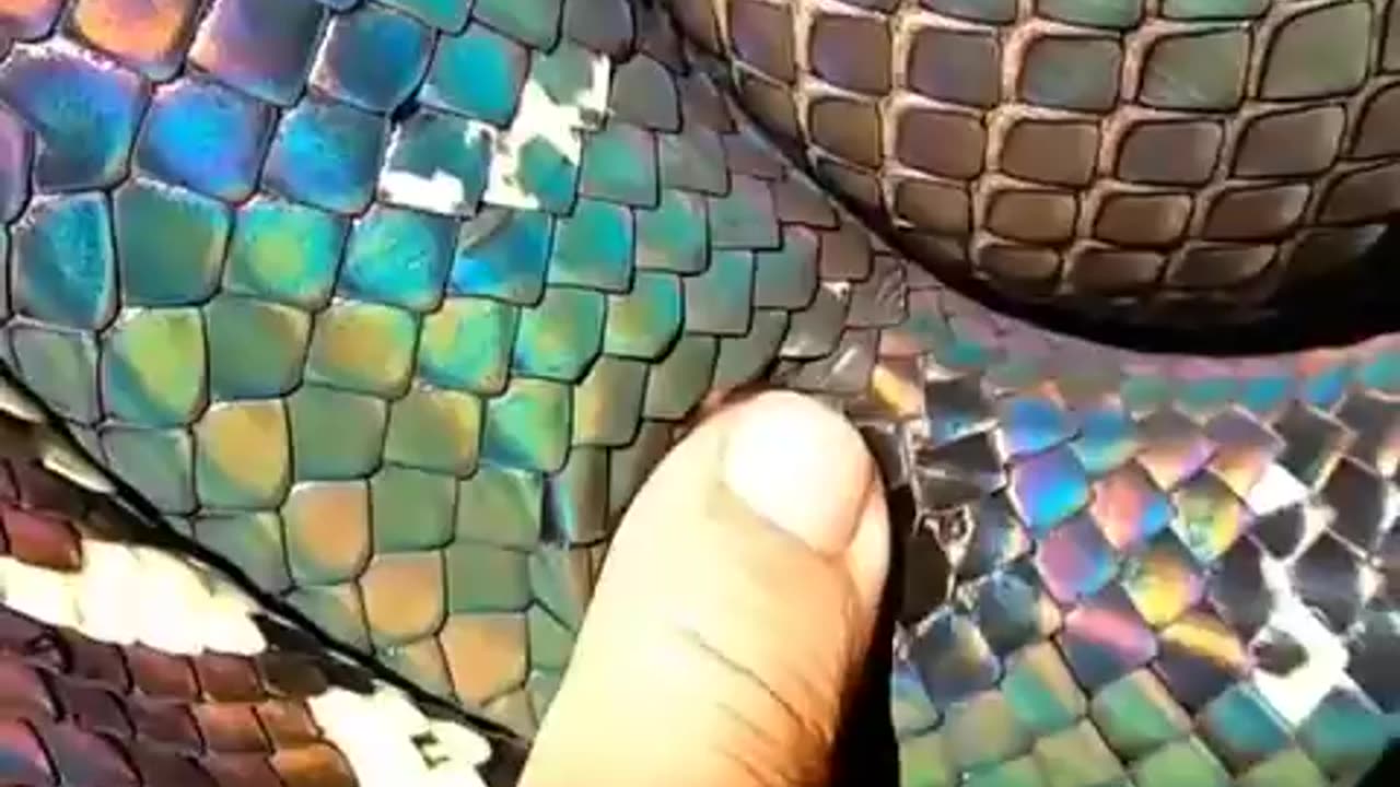 Snake skin. Absolutely amazing