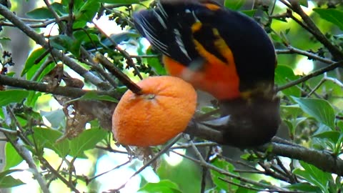 Oriole