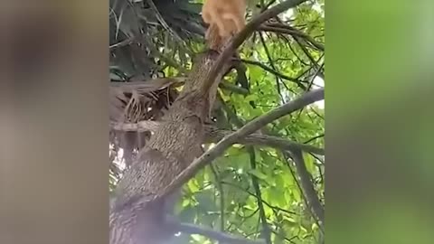 Funny cat and dog