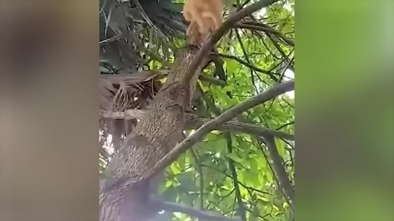 Funny cat and dog