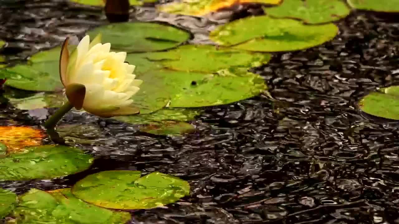 White lotus flower in a pond with floating leaves