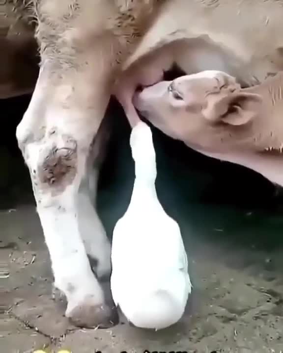 Duck drinking milk, cute cow