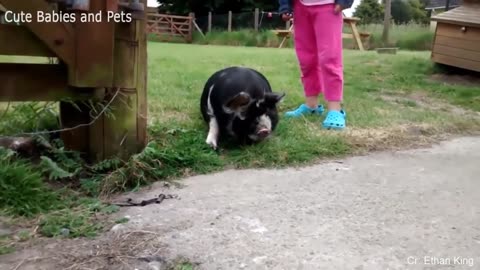 Funny ANIMALS video (14)