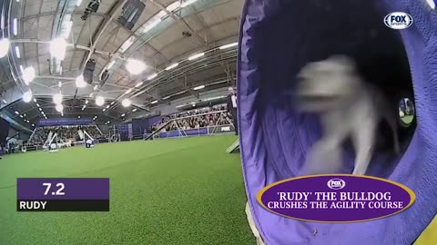 Check out the best of the 2019 WKC Masters Agility Championship | FOX SPORTS