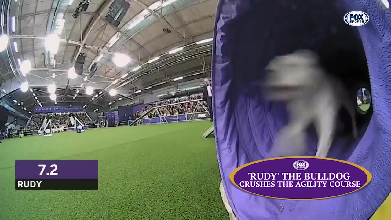 Check out the best of the 2019 WKC Masters Agility Championship | FOX SPORTS