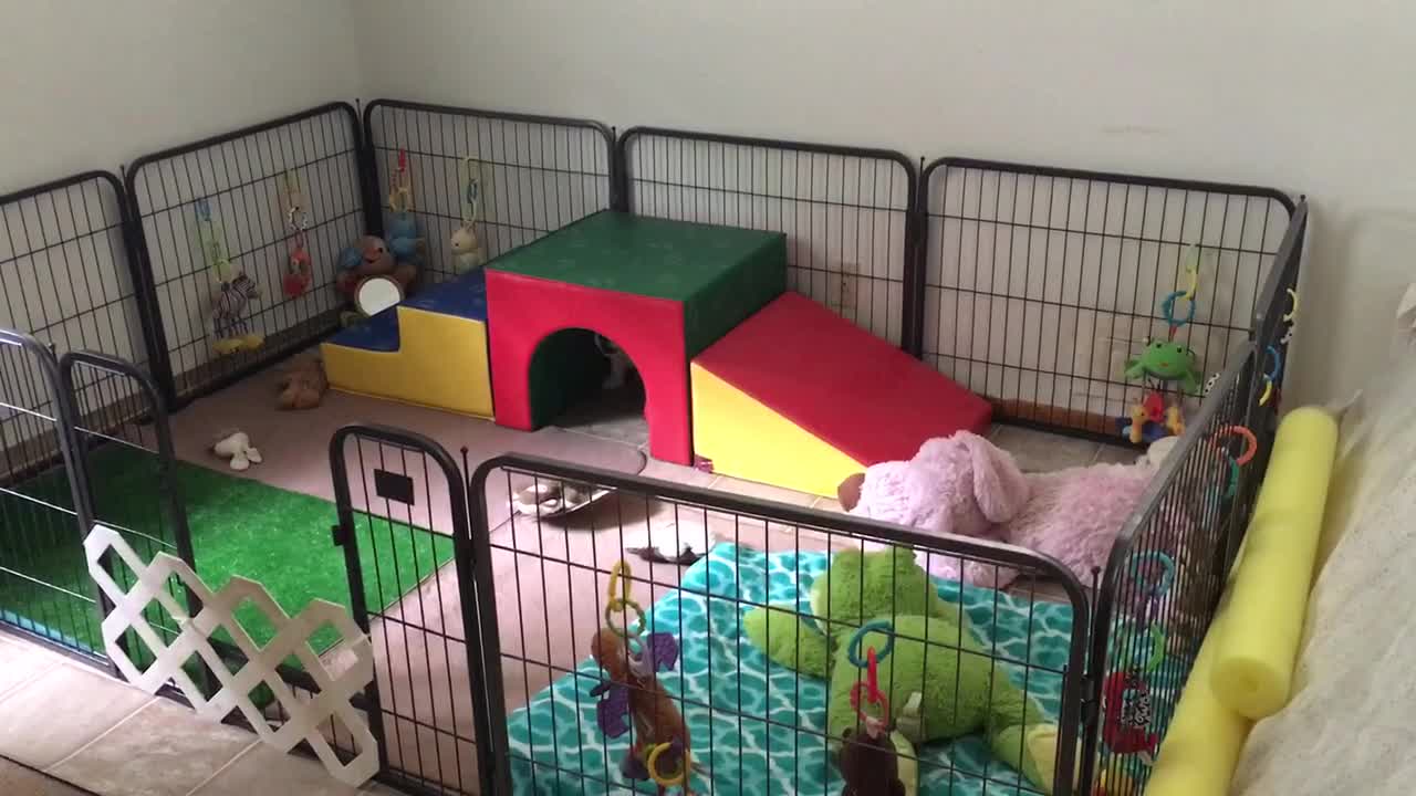 Funny Golden Retriever puppy thinks he's lost