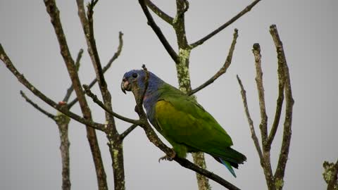 One of the most beautiful parrots in the world😻❤