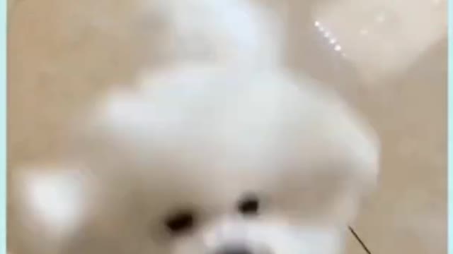 Cute dogy baby, fully injoy ,dogy funny moments