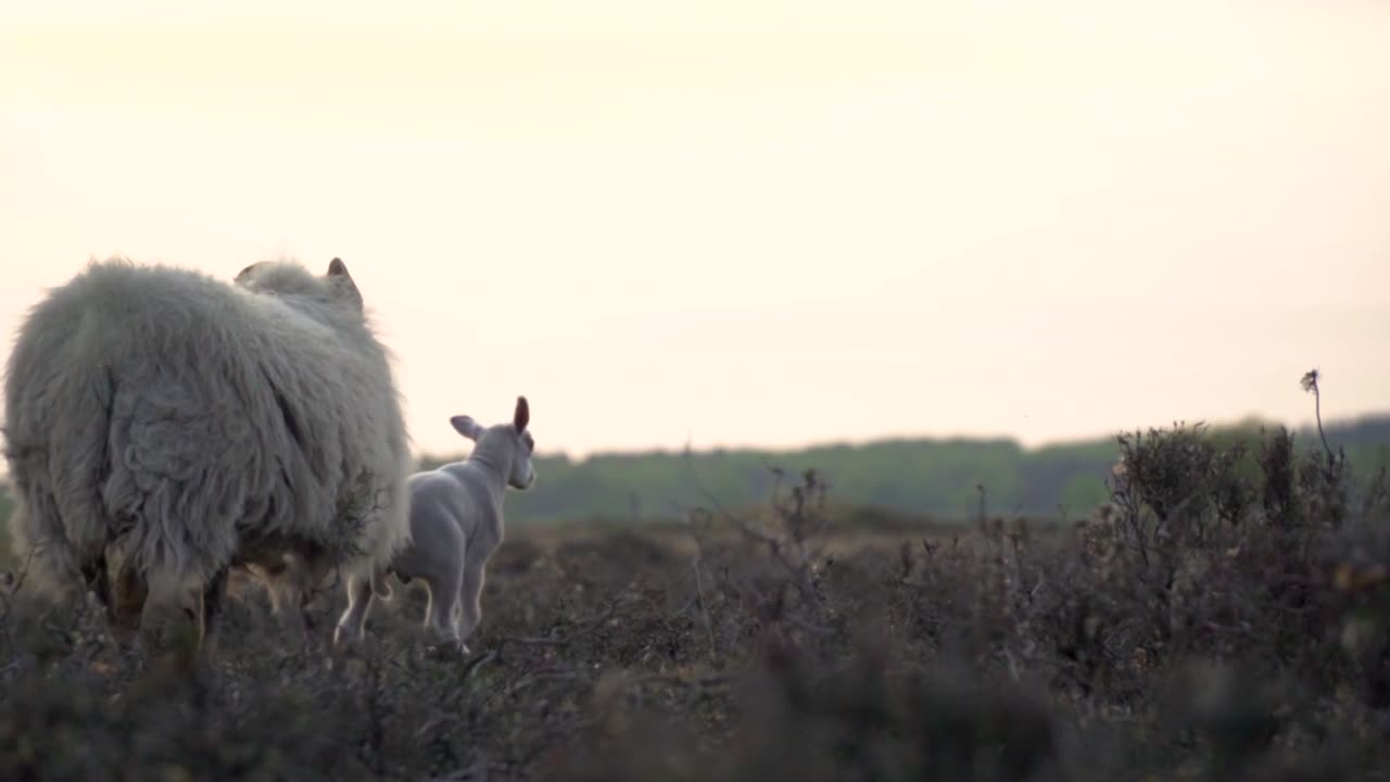 beautiful lamb and sheep video