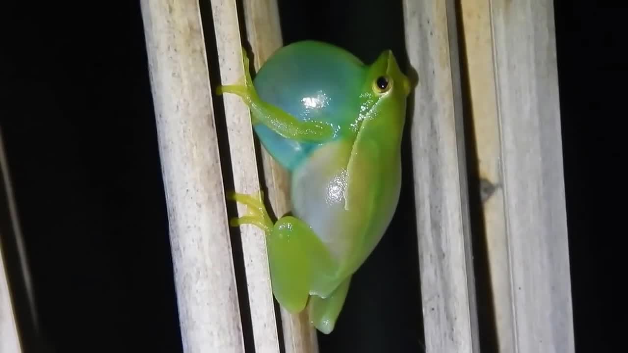 Anfíbios vocalizando / amphibians vocalizing.