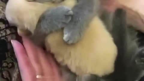 Funny cats