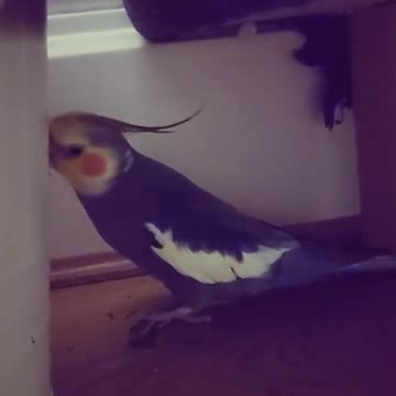 The cockatiel bird sings and imitates the voice of the dog by singing, amazing and fun