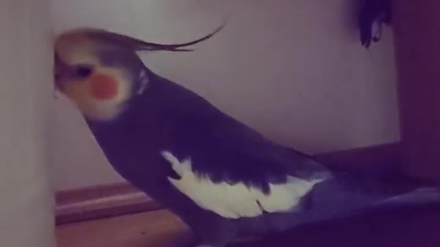 The cockatiel bird sings and imitates the voice of the dog by singing, amazing and fun