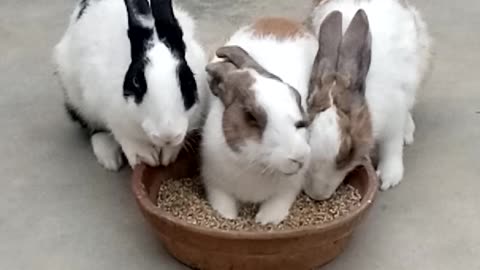 Cute Beautifull Three Rabbits Eating Food