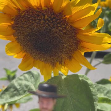 It's almost Sunflower Season!